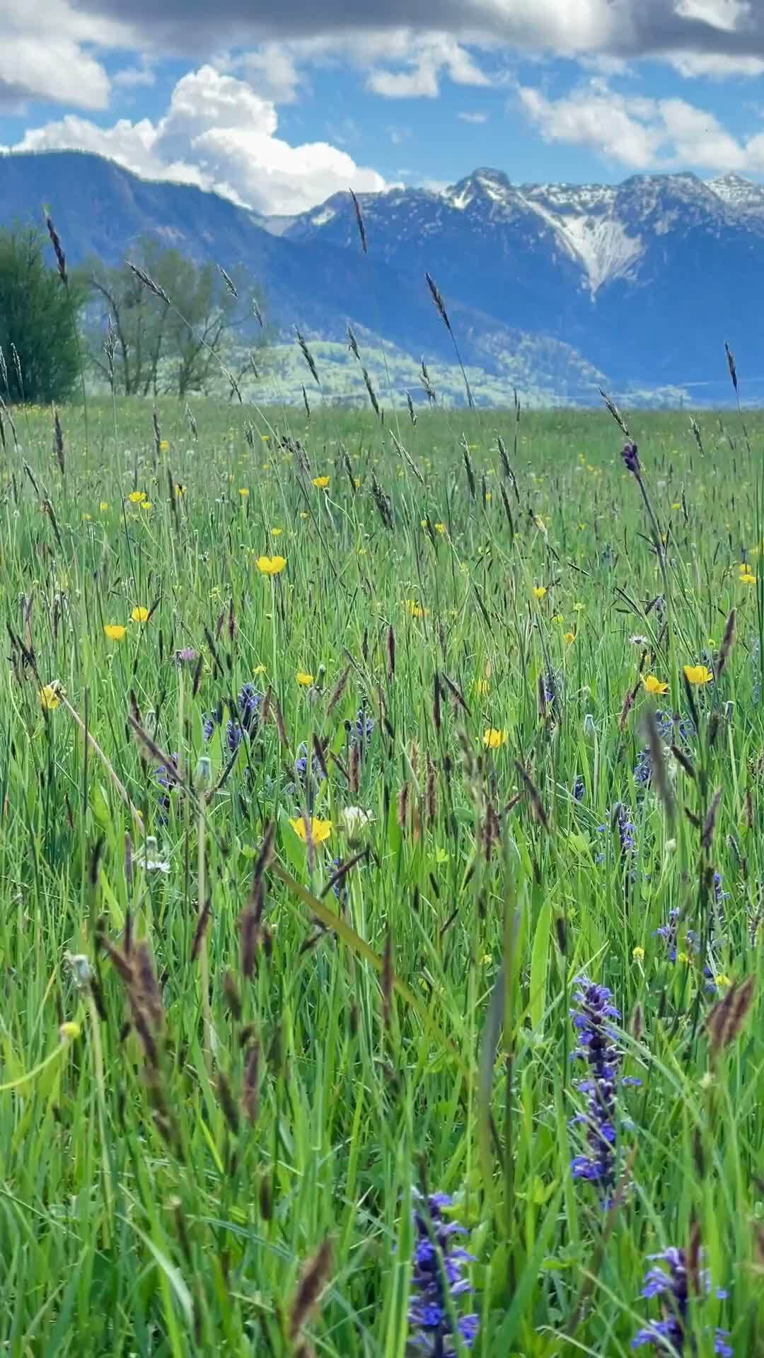Wenn Sommer im Blauen Land ist, muss kein Tag wie der vorherige aussehen. An einem geht es zu Fuß in die Berge oder mit der Bergbahn. An einem anderen aufs Radl, durchs Moos oder auf den Golfplatz. Und natürlich auch immer wieder ans Wasser: Baden in einem der vielen Seen, eine Schifffahrt über den Staffelsee oder ein Sundowner am Ufer – im Sommer macht uns die Natur das Leben im Freien wirklich schmackhaft. Und wenn du am Ende eines wunderbar vollen Tages ins Hotel zurück kommst, kannst du die Ruhe auf deiner Terrasse oder deinem Balkon genießen...#AlpenhofMurnau #UrlaubinBayern #BlauesLand #Sommer